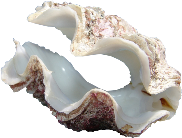 Giant Clamshell, HD Png Download PNG with transparent background