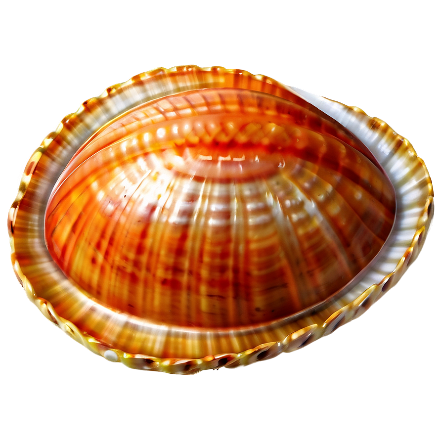 Open Clam with Pearl PNG eer PNG with transparent background