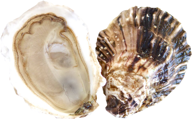 Openand Closed Oyster Shells