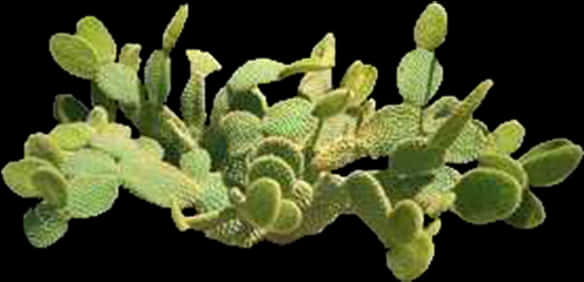 Opuntia Cactus Cluster PNG with transparent background