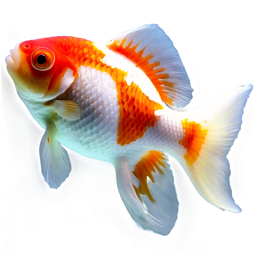 Oranda Goldfish Png Tdl23