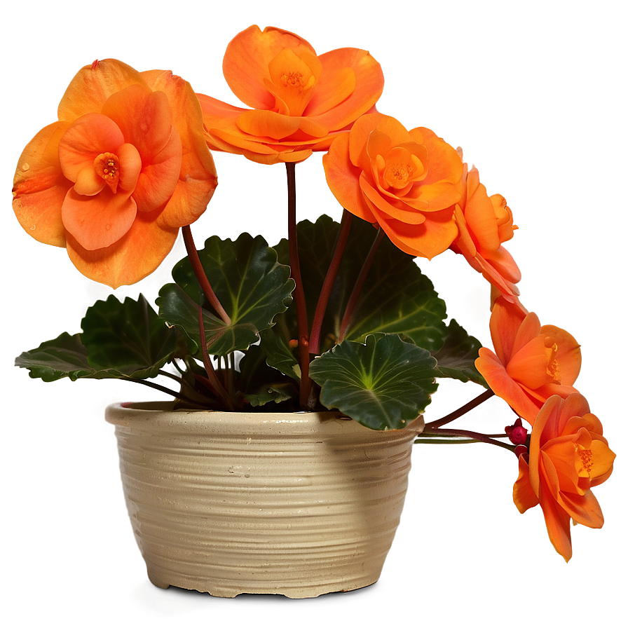 Orange Begonia Splendor Png 06122024