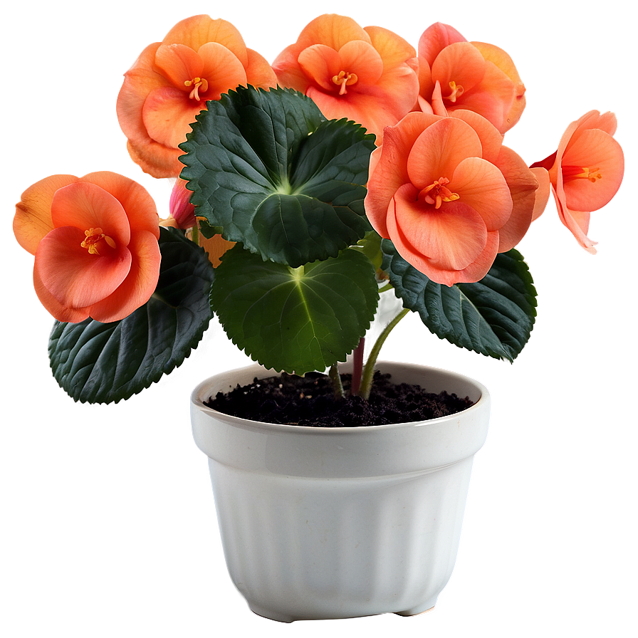 Orange Begonia Splendor Png 47