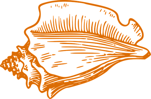 Orange Black Sea Shell Illustration PNG with transparent background