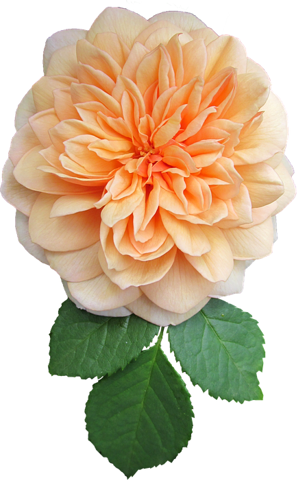 Orange Bloom Transparent Background