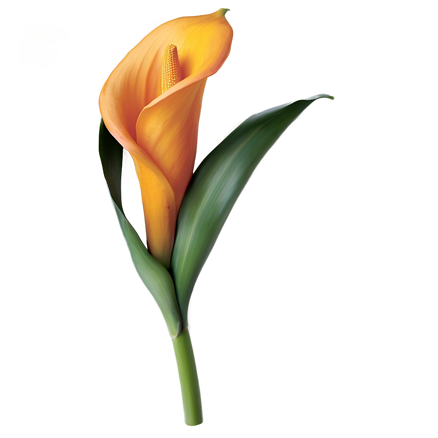 Orange Calla Lily Png 06282024