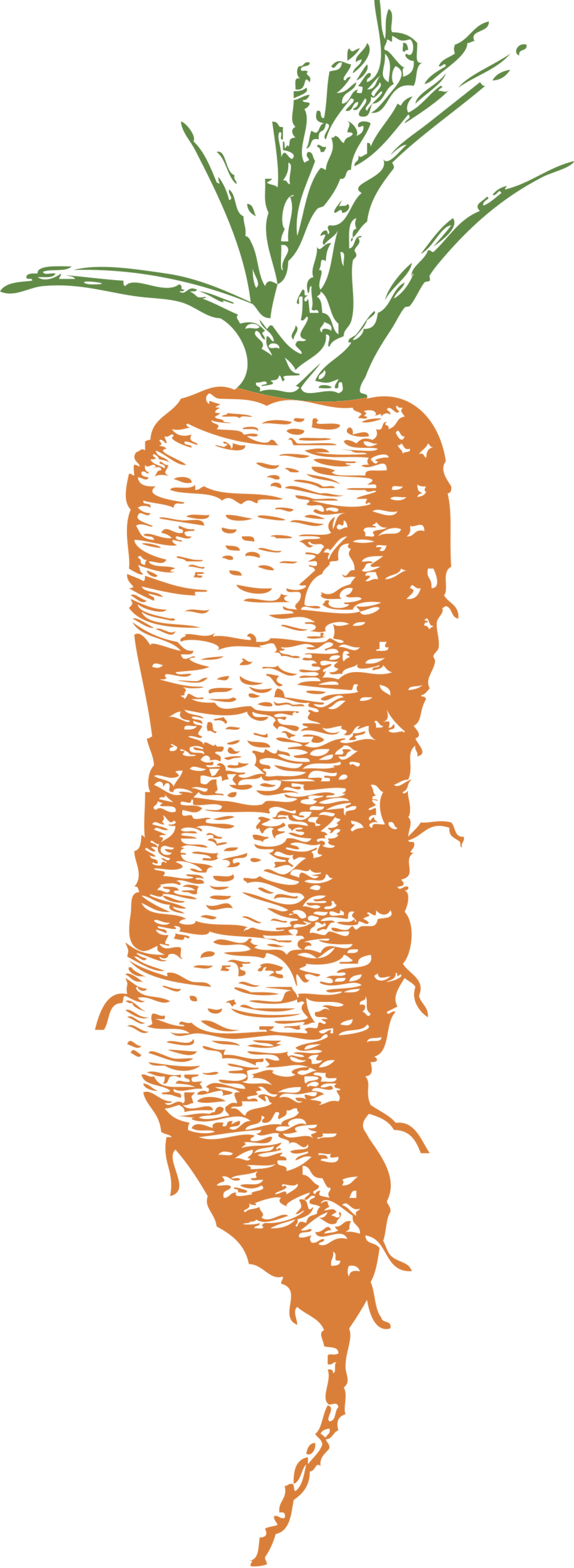 Orange Carrot Illustration.png PNG with transparent background