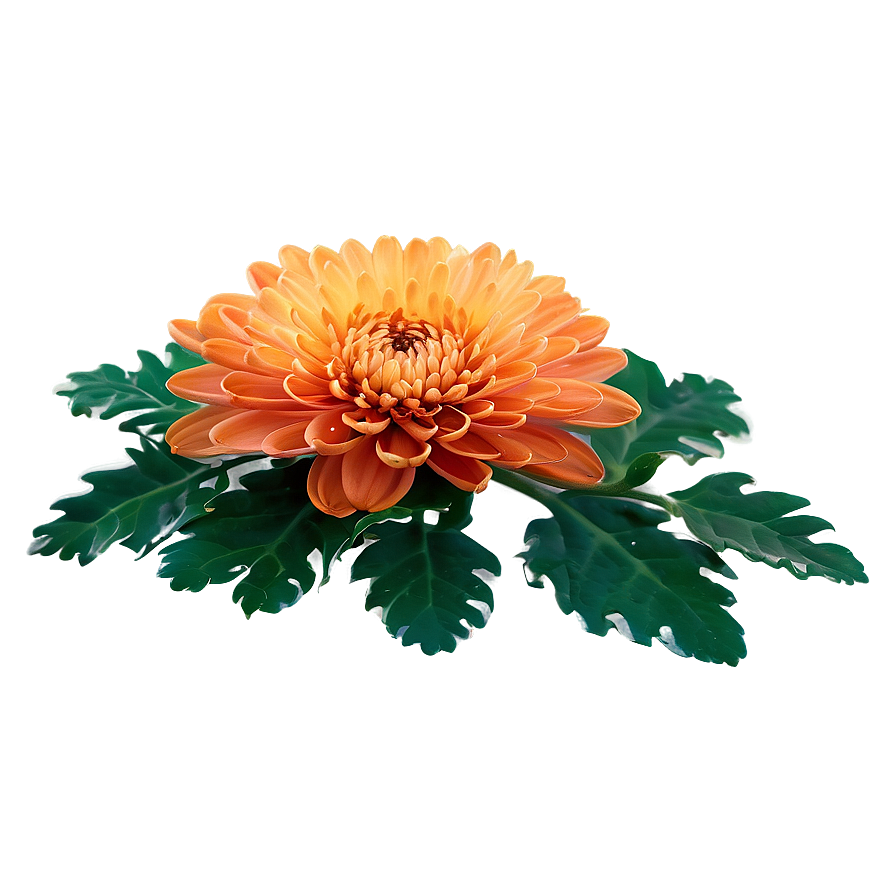 Orange Chrysanthemum Arrangement Png Psj