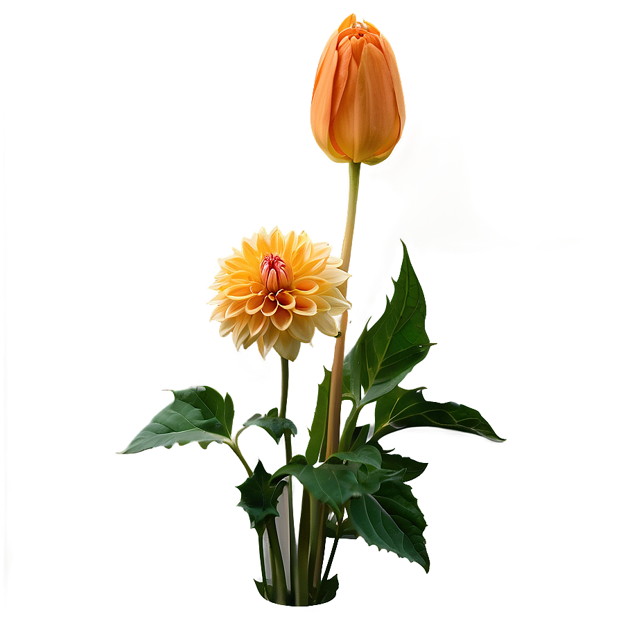 Orange Dahlia Perfection Png 2