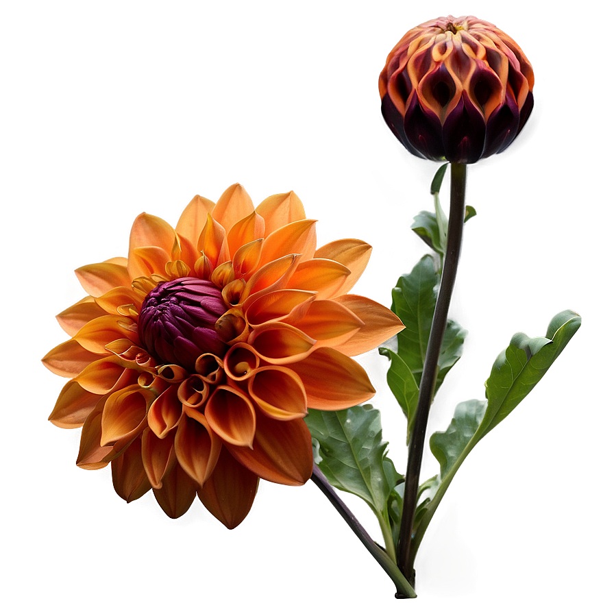 Orange Dahlia Sunset Png Goe