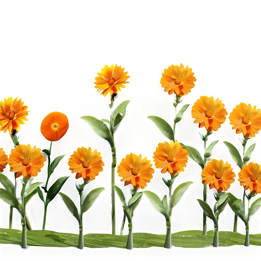 Orange Flower Field Png 06122024