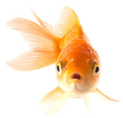 Orange Goldfish Front View Transparent Background