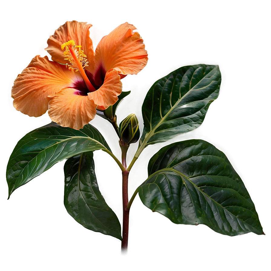 Orange Hibiscus Beauty Png Fhc79