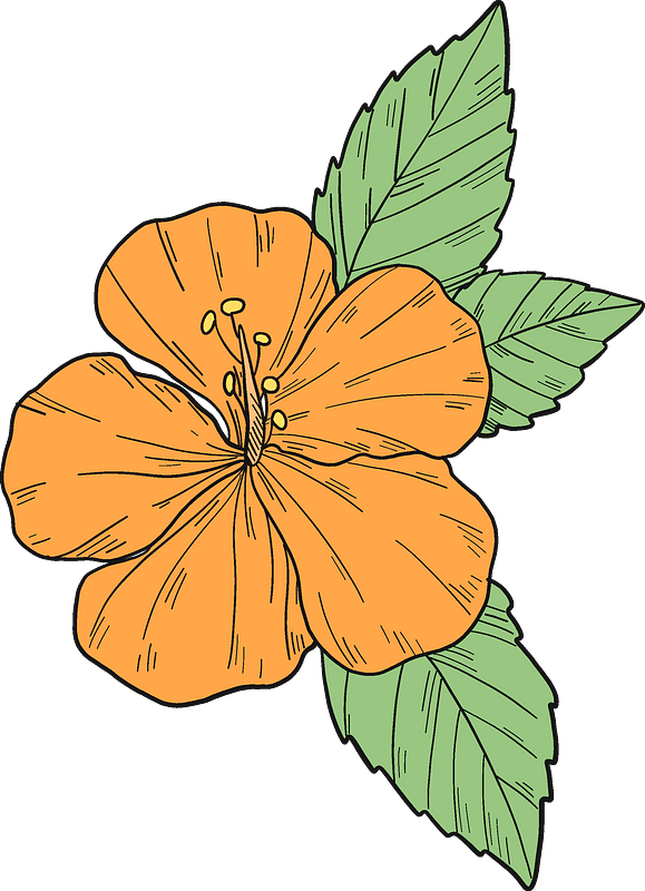 Orange Hibiscus Flower Illustration PNG with transparent background
