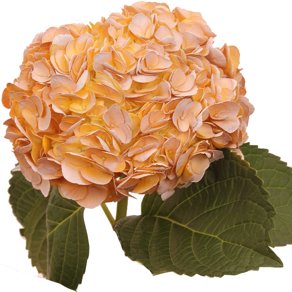 Vintage Okra Clipart Royalty Free Stock Okra Flowers - Hydrangea, HD Png Download PNG with transparent background