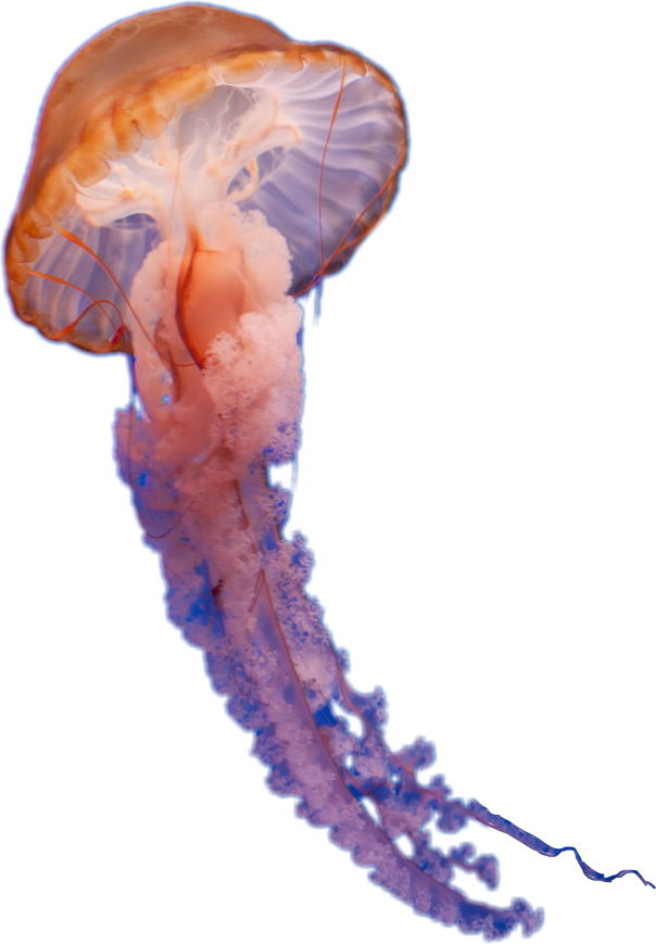 Clip Art Large Group Of Jellyfish - Real Jellyfish Transparent Background, HD Png Download PNG with transparent background