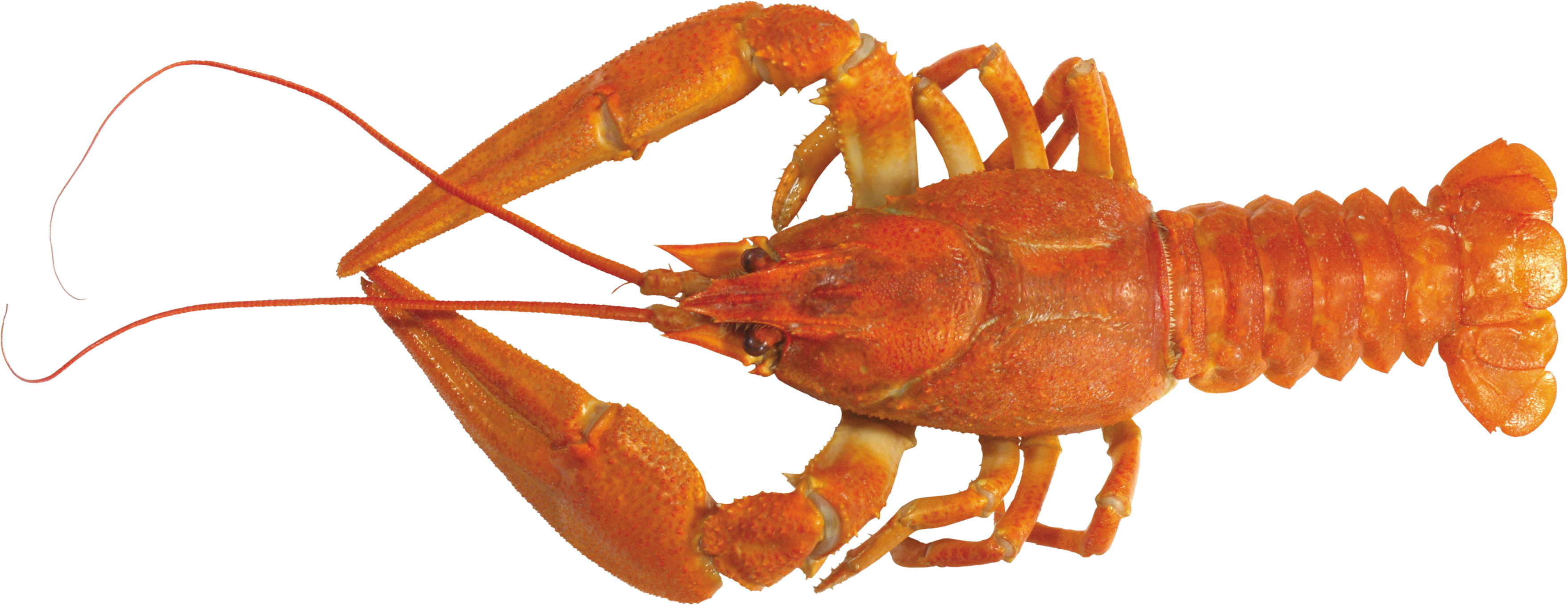 Lobster Png - American Lobster Png, Transparent Png PNG with transparent background