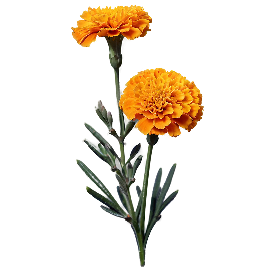 Orange Marigold PNG 21 PNG with transparent background