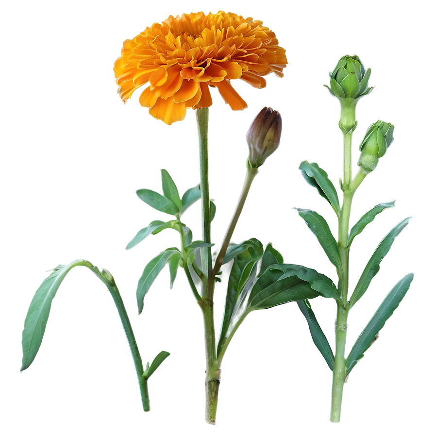 Orange Marigold PNG jya PNG with transparent background