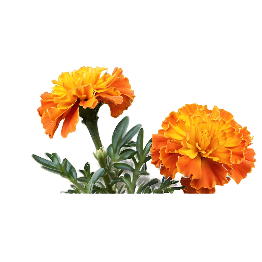 Orange Marigolds Bloom Png Udu19