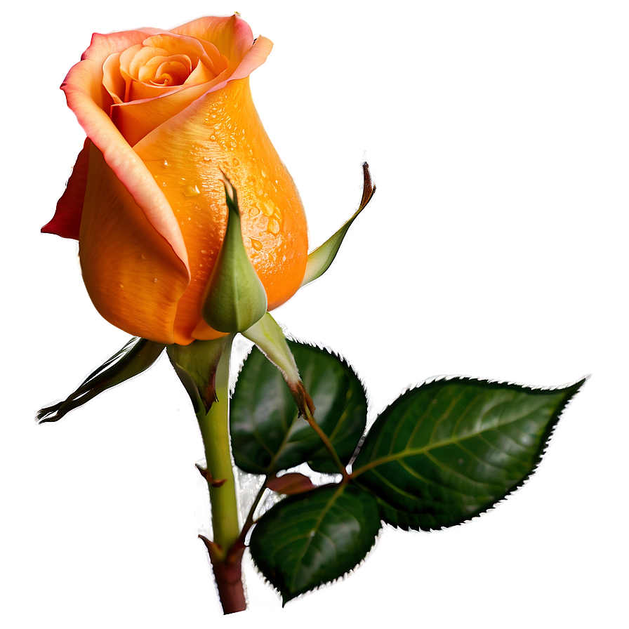 Orange Rose Png Mqu