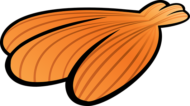 Orange Seashell Vector Art PNG with transparent background