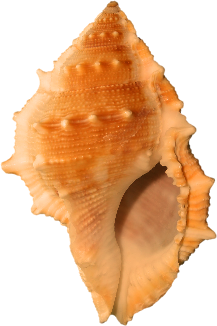 Orange Spiked Seashell.png