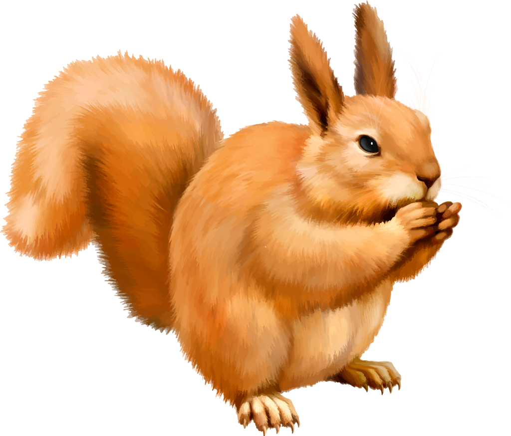 Orange Squirrel Eating Nut PNG with transparent background