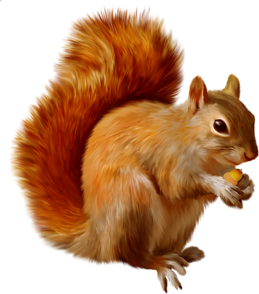 Orange_ Squirrel_ Holding_ Nut.png