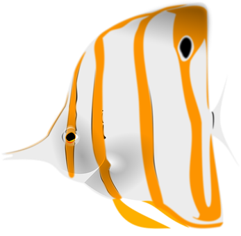 Orange Striped Angelfish Illustration