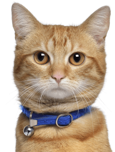 Orange Tabby Cat Blue Collar