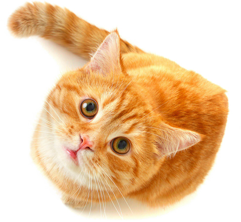 Cat From Breakfast At Tiffany's, HD Png Download PNG with transparent background