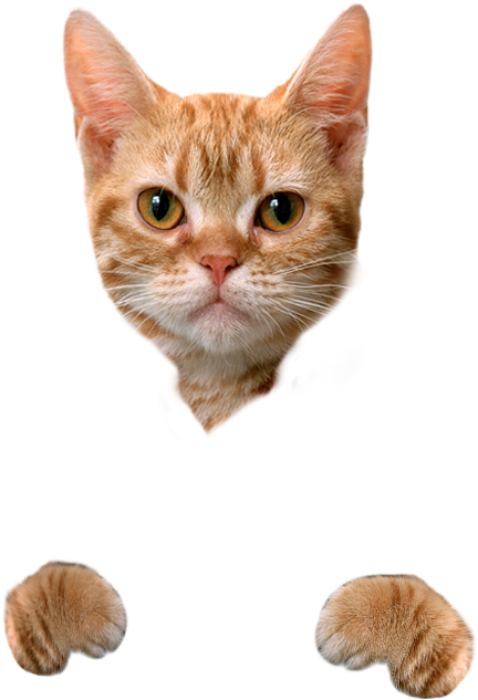 Cat Food Dog Litter Box Hamster - Cute Cat No Background, HD Png Download PNG with transparent background