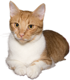 Orange Tabby Cat Portrait