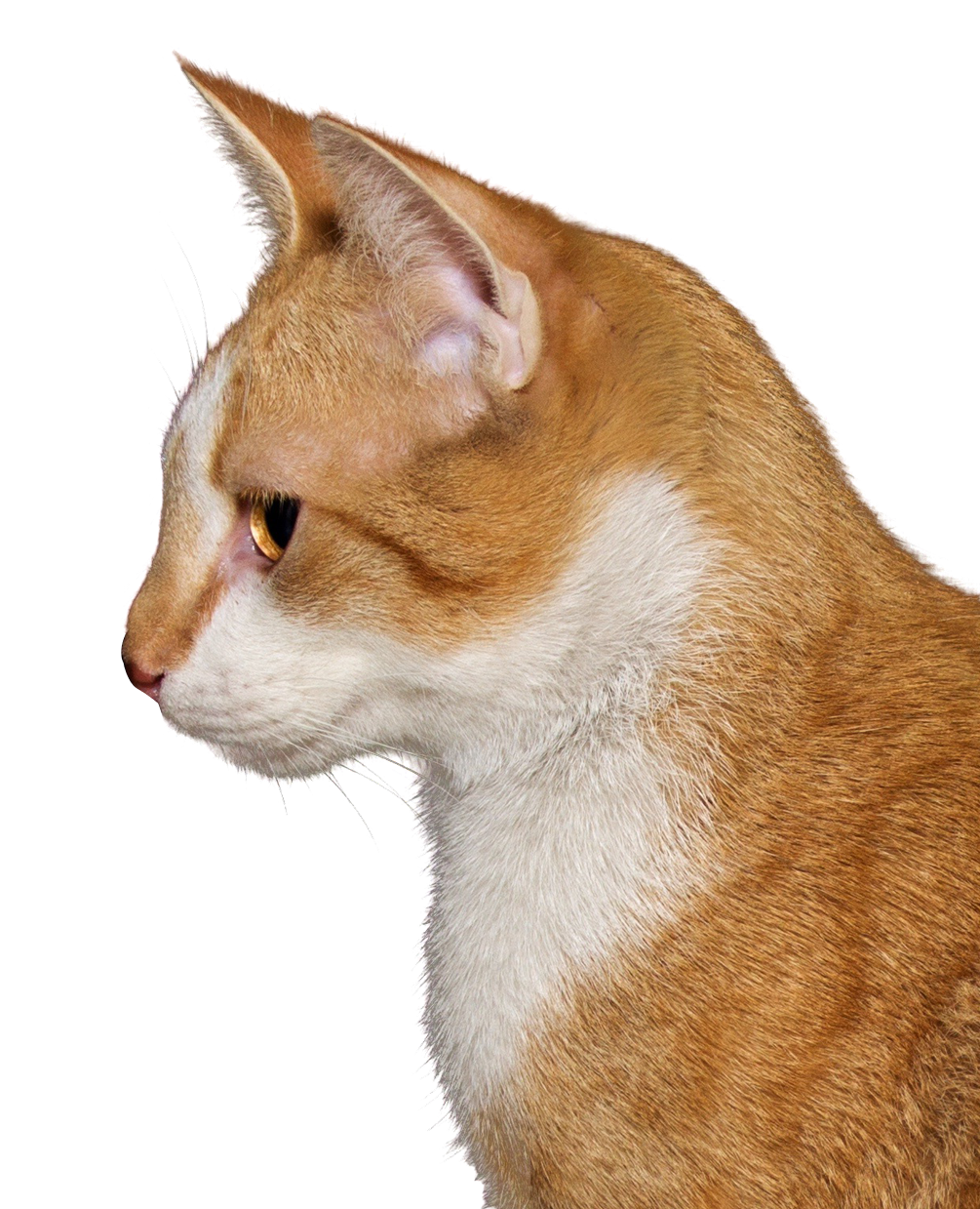 Orange Tabby Cat Profile