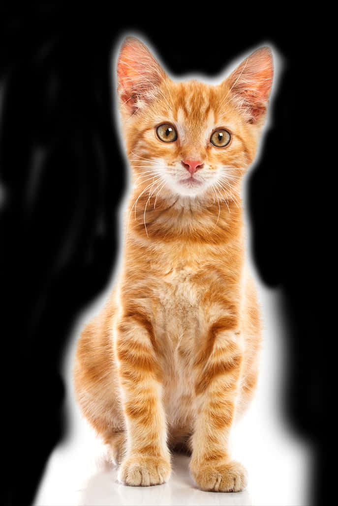 Orange Tabby Kitten Portrait