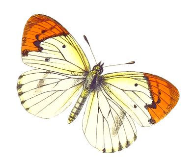 Orange Tipped Butterfly Black Background