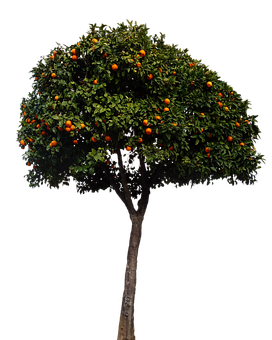 Orange Tree Black Background