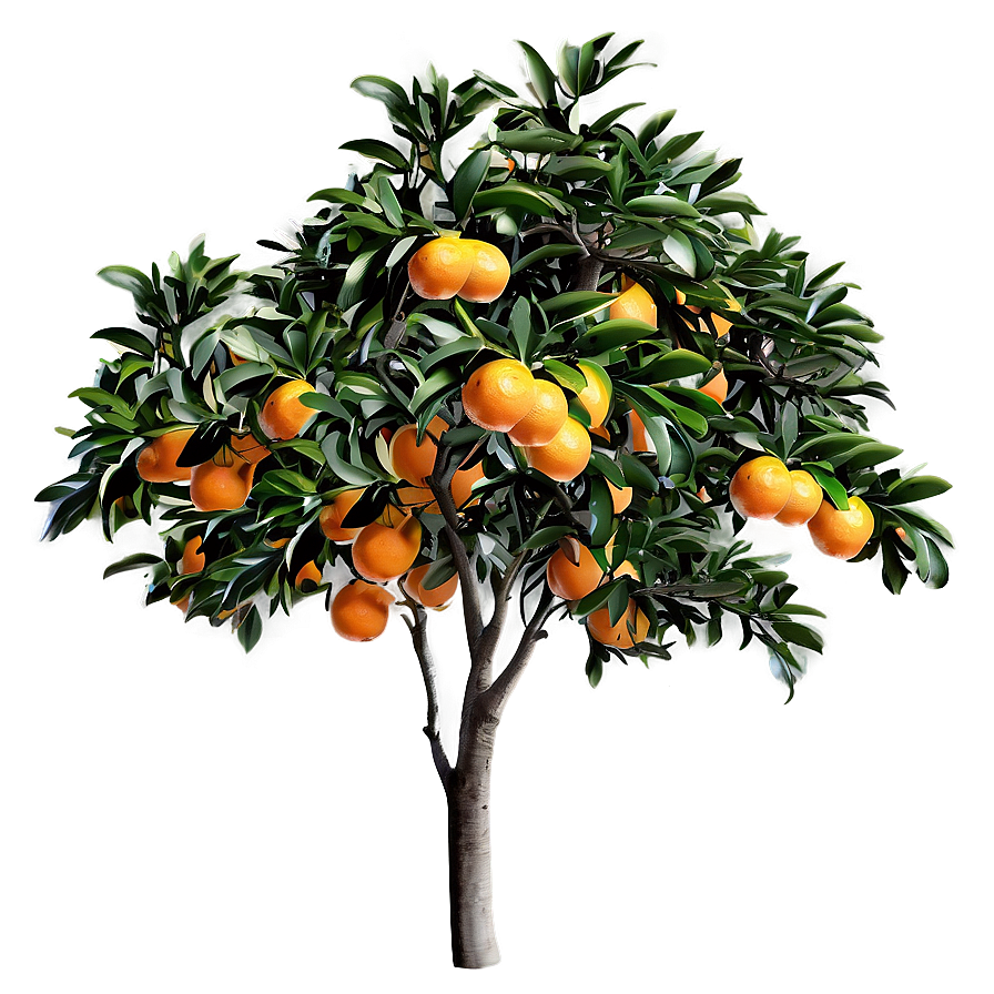 Orange Tree Png Tqg62