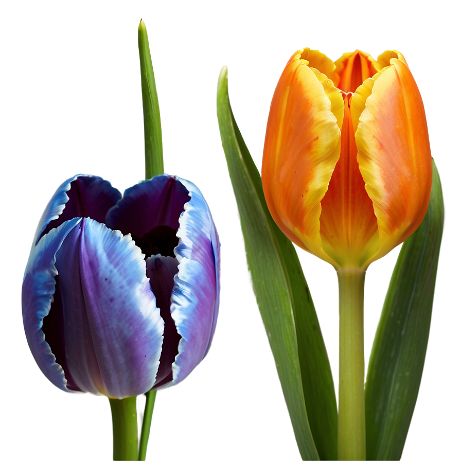 Orange Tulip Png Oba