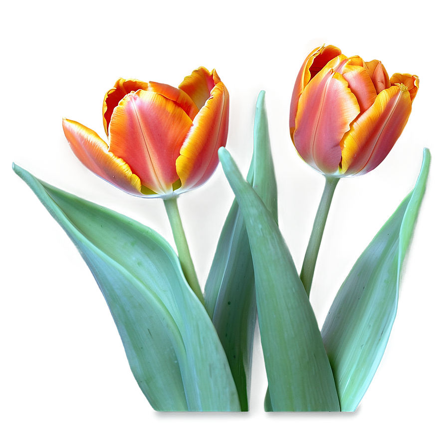 Orange Tulips Glow Png Xcr14