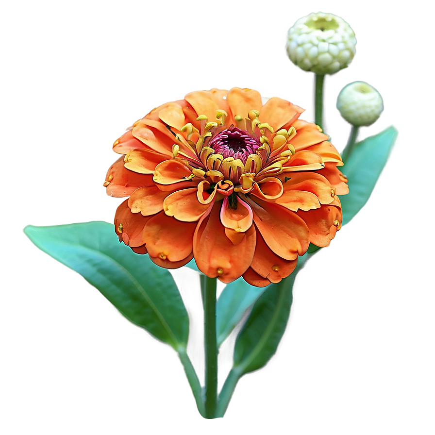 Orange Zinnia Joy Png 56