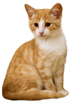 Orangeand White Kitten Portrait