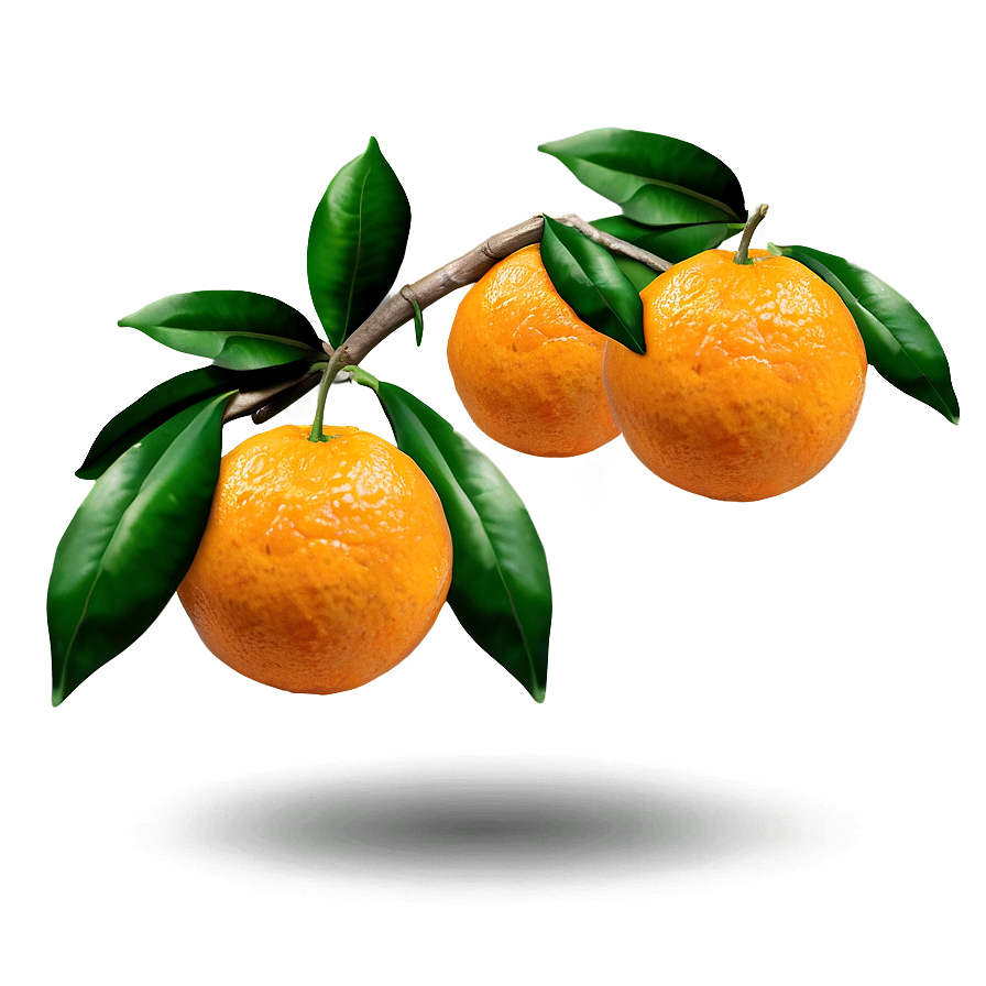 Oranges On Branch Png 10