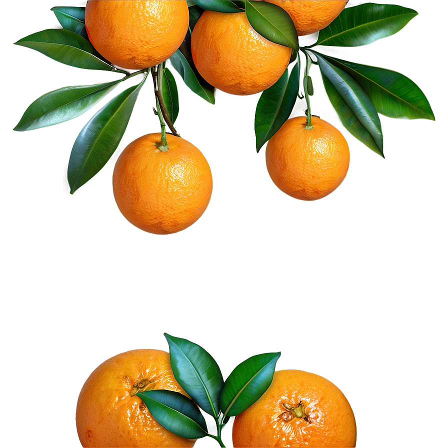 Oranges On Branch Png Ksk27