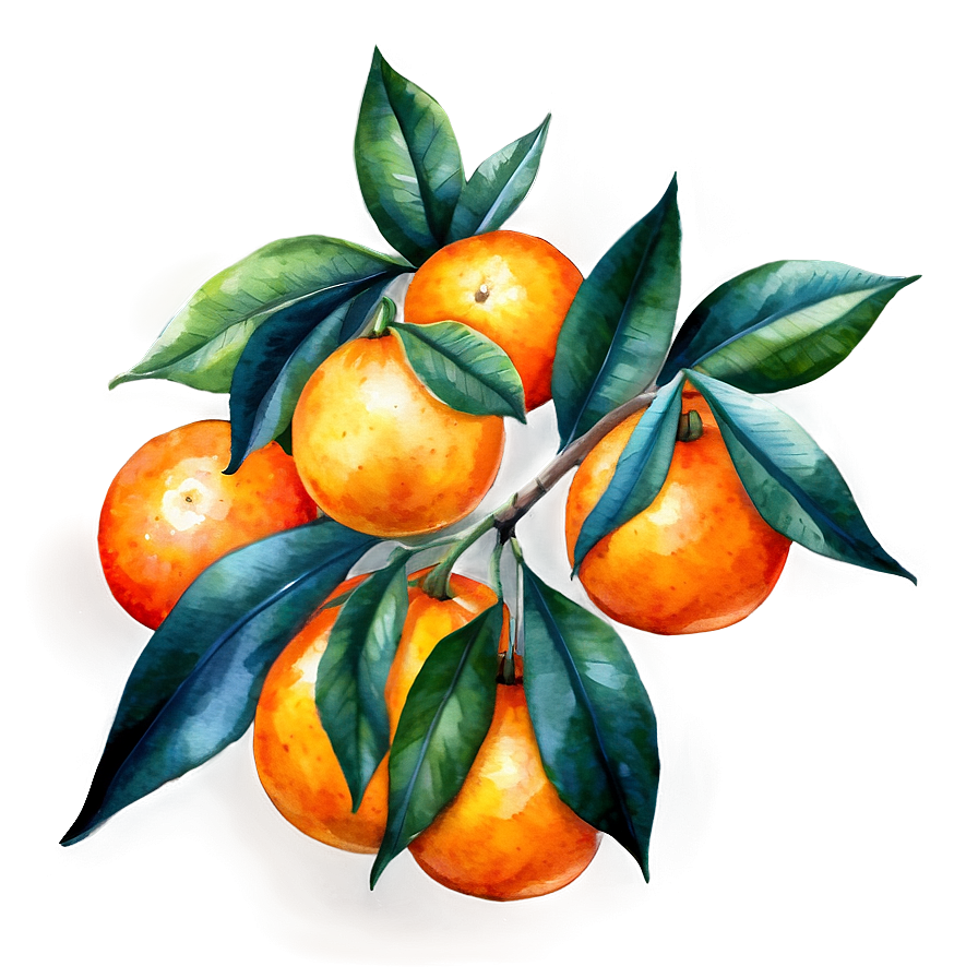 Oranges Watercolor Png Qhi16