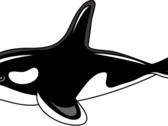 Killer Whale Clipart Png Transparent Png , Png Download - Clip Art Orca Whale, Png Download PNG with transparent background
