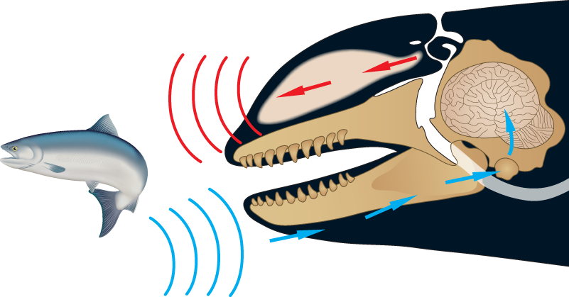 Whales Echolocation, HD Png Download PNG with transparent background