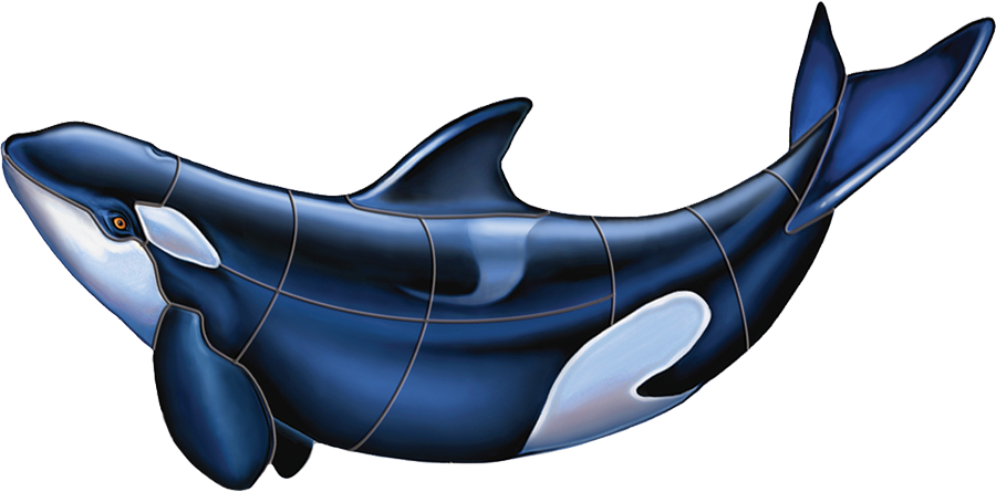 Porc Or53 Orca B Copy - Killer Whale, HD Png Download PNG image with a transparent background, free high-resolution download