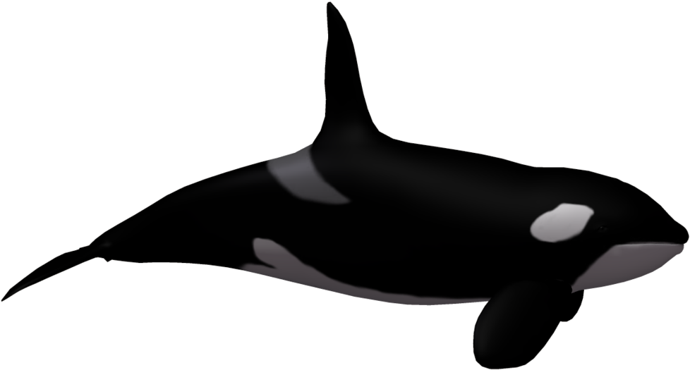 More Like Killer Whale 02 By Wolverine041269 - Sea World No Background, HD Png Download PNG with transparent background